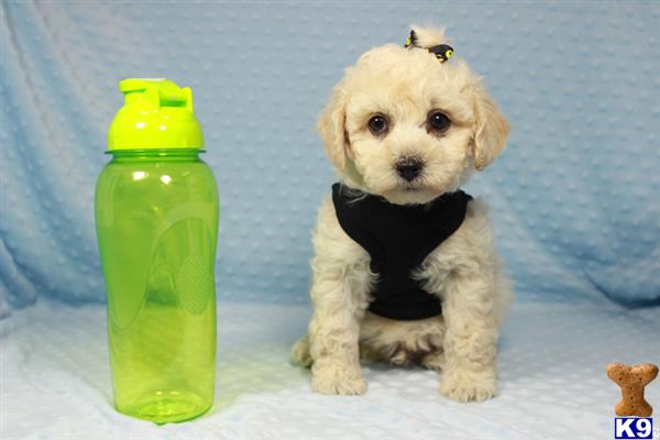 lvpuppyheaven Picture 2